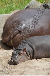 Hippo 0029